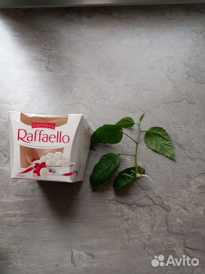 Меняю или продам гибискус с ростком на пеларгонию