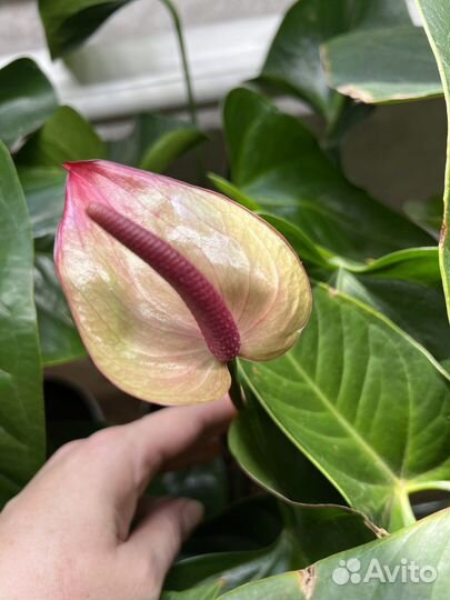 Антуриумы и спатифиллумы