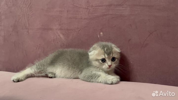 Шотландская