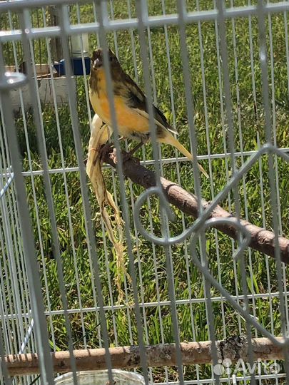 Кенары и канарейки