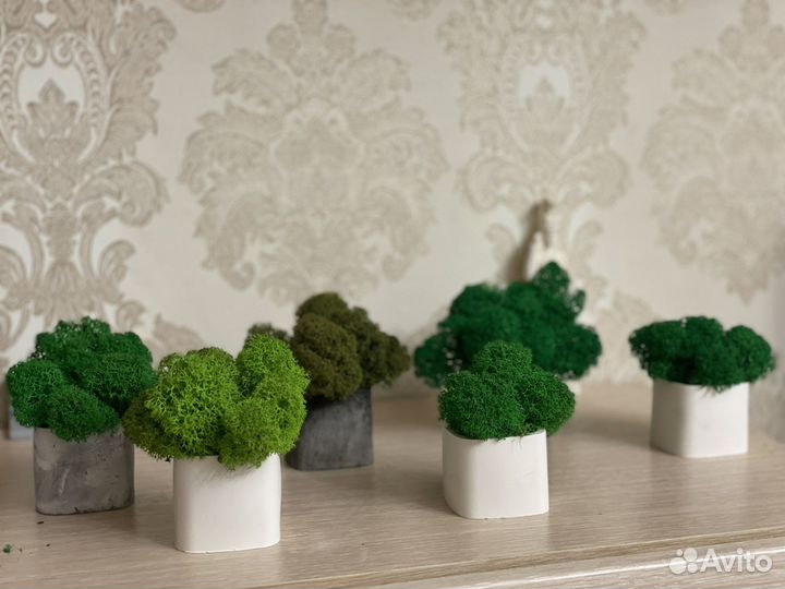 Подарок на день учителя на свадьбу Кашпо с мхом