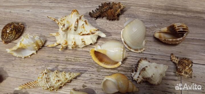 Красивые ракушки