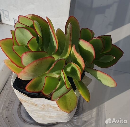 Крассула толстянка денежное дерево