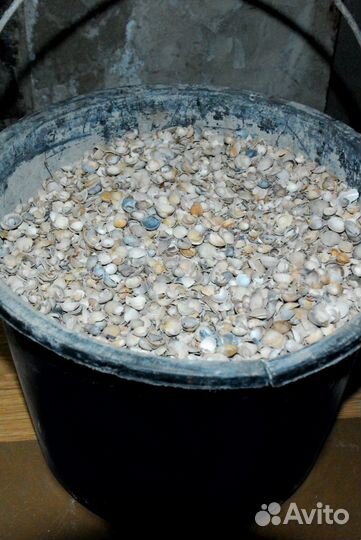 Морская ракушка Чёрного Моря