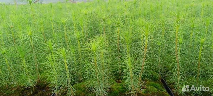 Саженцы сосны зкс оптом