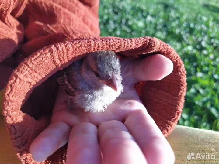 Няня для животных