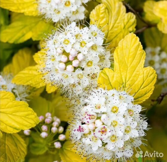 Декоративные кустарники