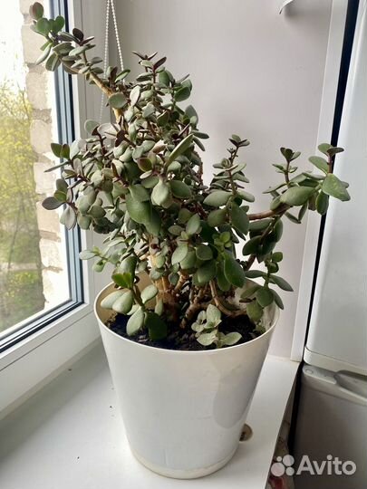 Крассула / Толстянка / Денежное дерево