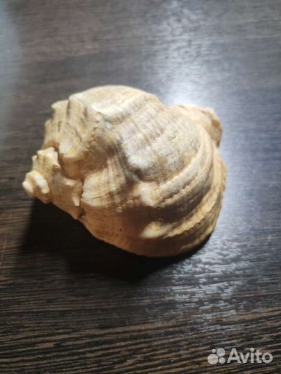 Морские ракушки раковины