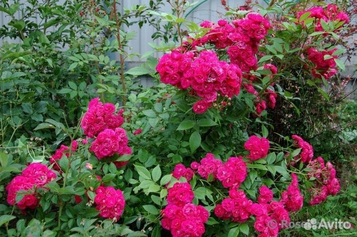 Саженцы мускусных роз Dinky/Динки
