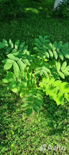 Манжурский орех