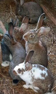 Кролики на племя