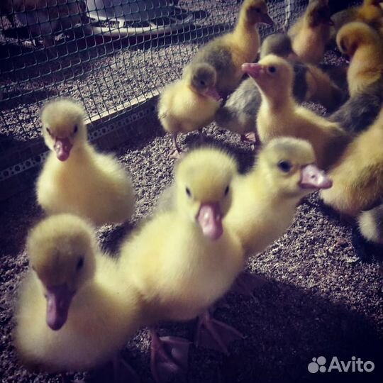 Цыплята: бройлеров. Спецкорма