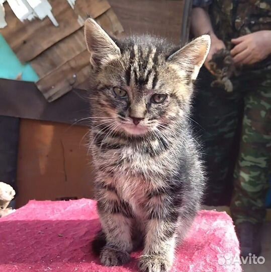 Котята девочки