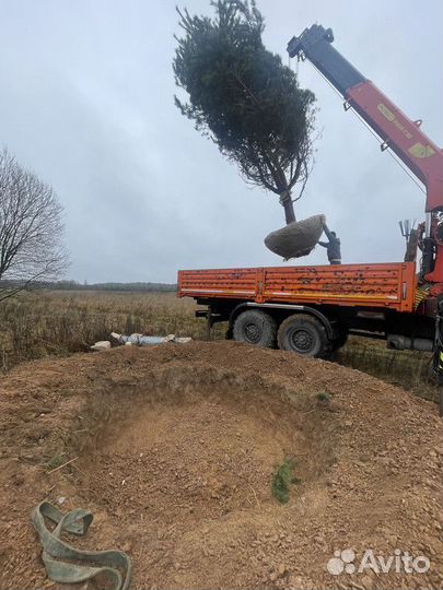 Сосна обыкновенная, крупномер