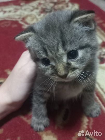 Котята отдам в добрые руки бесплатно