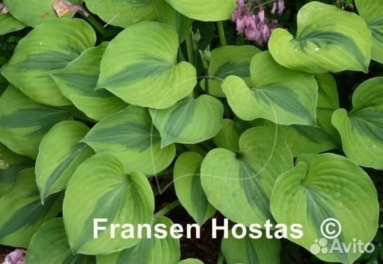 Хосты редкие