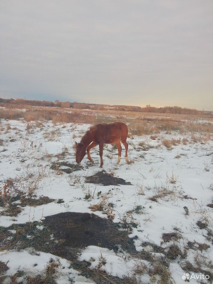 Лошади