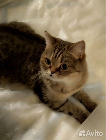 Кошечка в добрые руки