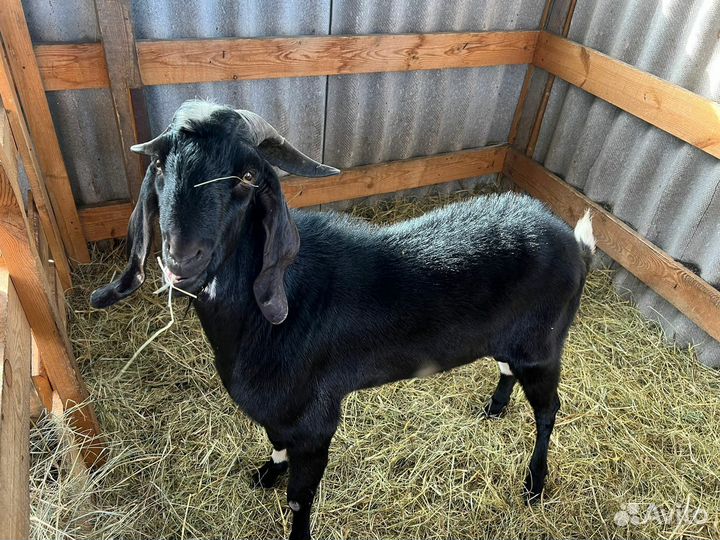 Нубийский козел