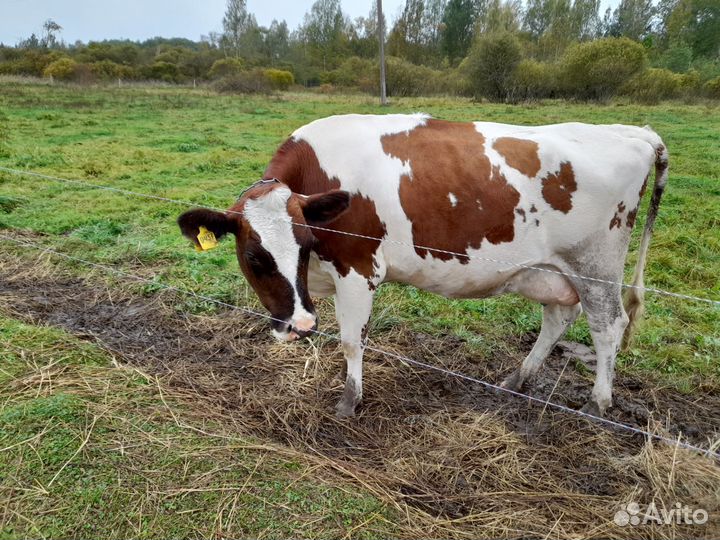 Продаются коровы