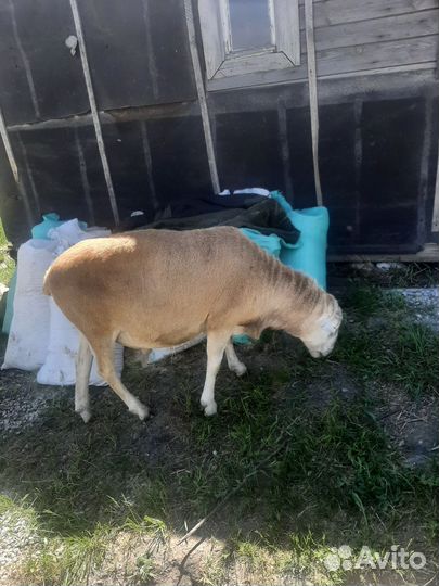 Катумский баран