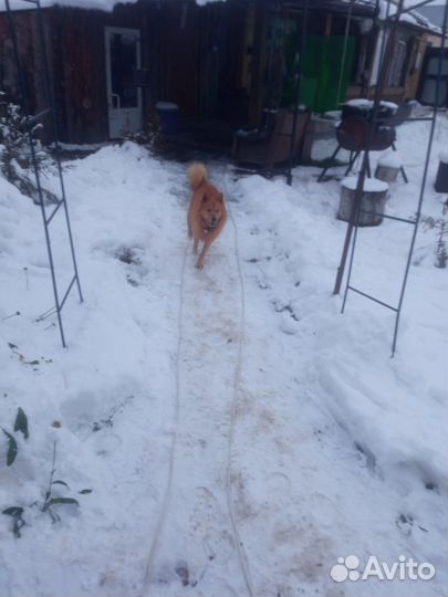 Щенки карело финской лайки