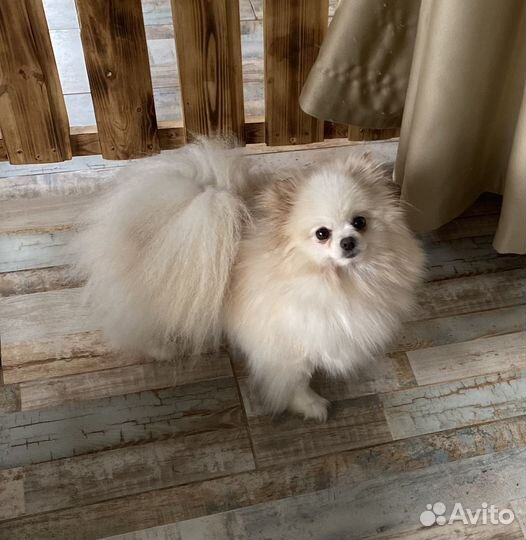 Мини шпиц девочки