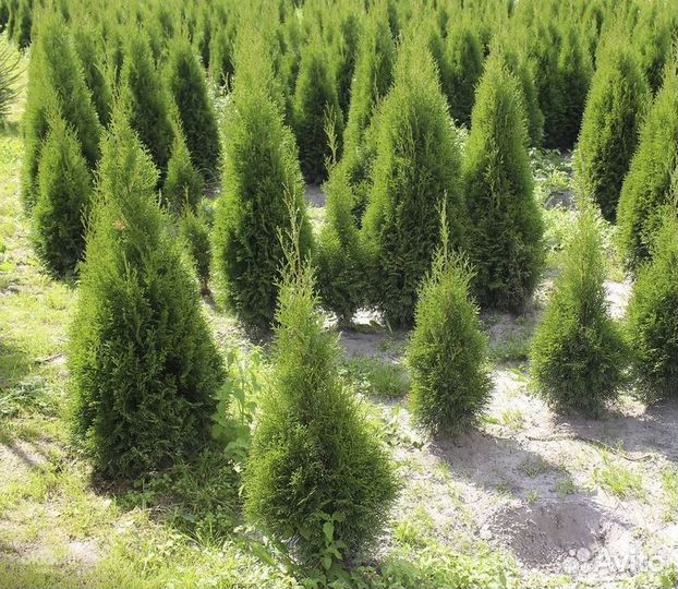 Туя Смарагд