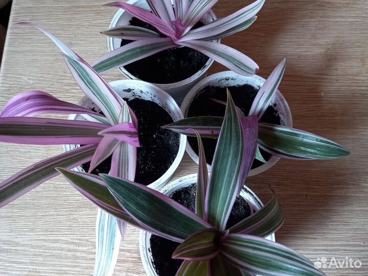 Традесканция рео триколор