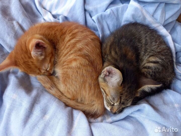 Котята в добрые руки бесплатно