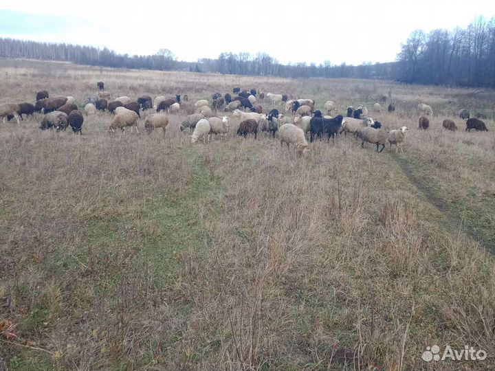 Овцы бараны