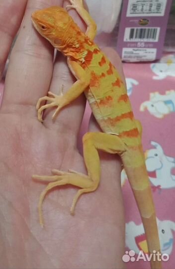 Домашняя ящерица