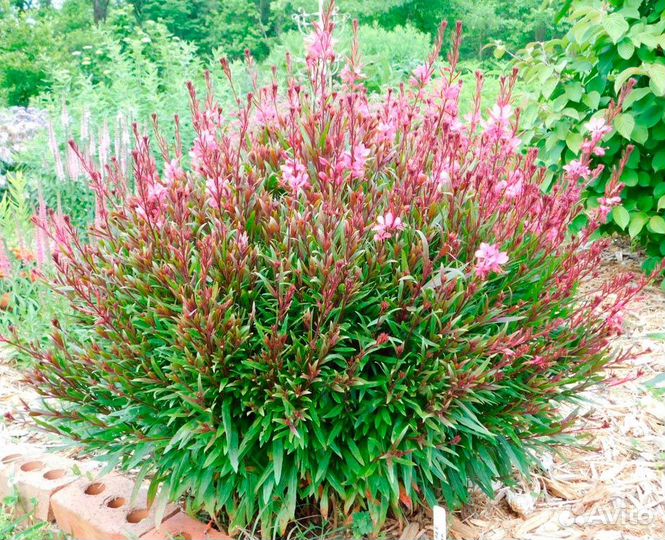 Саженцы гауры