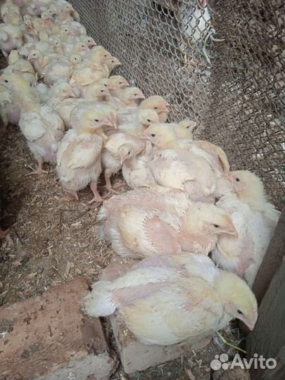 Цыплята бройлеры подрощенные
