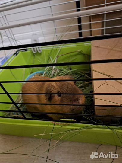 Передержка грызунов, кроликов, шиншилл, хомяков