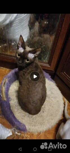 Котята девон-рекс