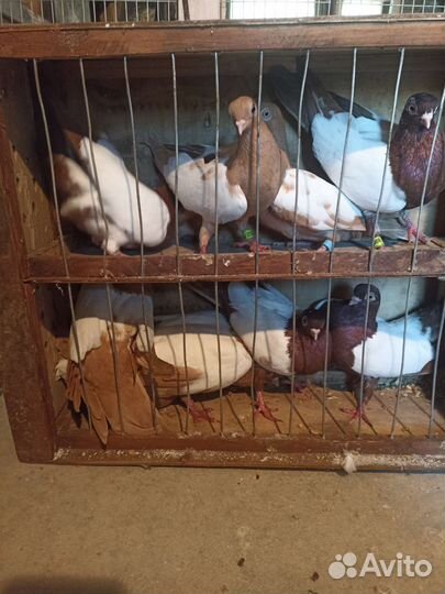 Продажа голубей