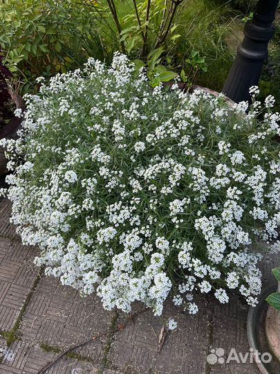 Алиссум вегетативный