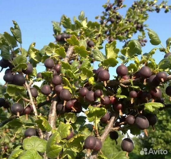 Смородина(гибрид), двухлетка