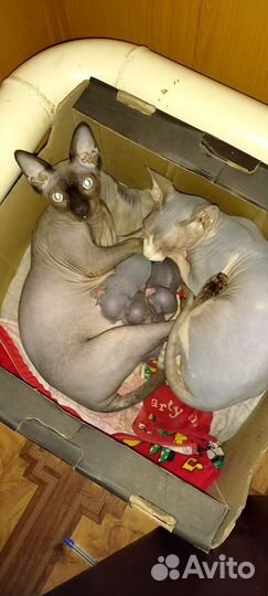 Котята сфинкс