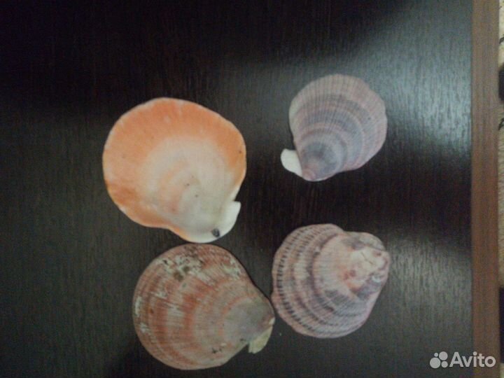 Ракушка гребешка