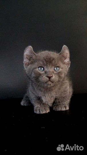 Котёнок Кинкалоу мальчик