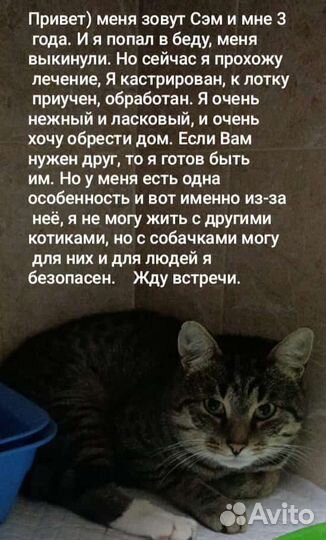 Котик в добрые руки