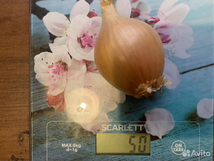 Лук семейный