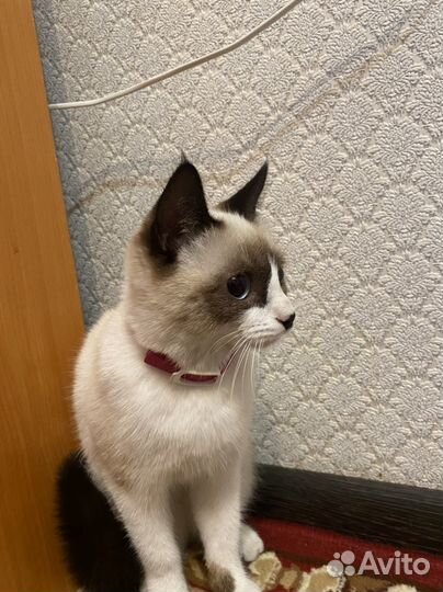 Сибирская кошка