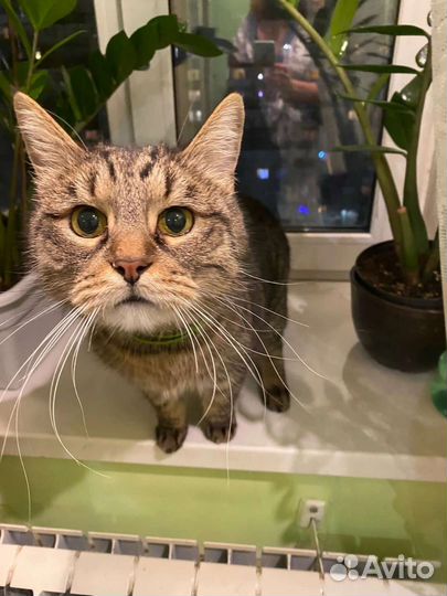 Зоогостиница для кошек