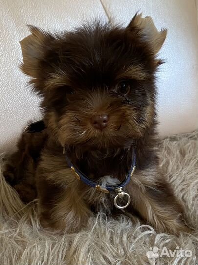 Мальчик йорк