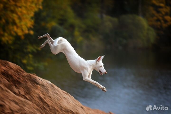 Профессиональная фотосъемка животных