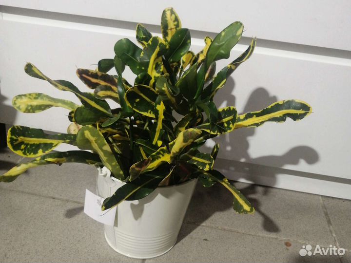 Антуриум, кротон